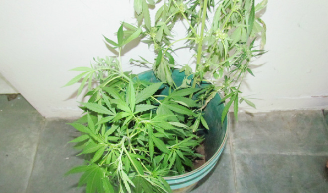 Em Três Lagoas, quintal de residência servia para cultivo de maconha Maconha que foi encontrada no quintal do imóvel estava plantada dentro de um balde