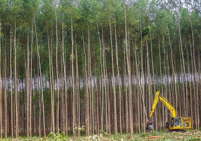 Eldorado conta com uma unidade industrial altamente tecnológica em Três Lagoas, com capacidade de produção anual de até 1,7 milhão de toneladas de celulose por ano (Foto/Assessoria)