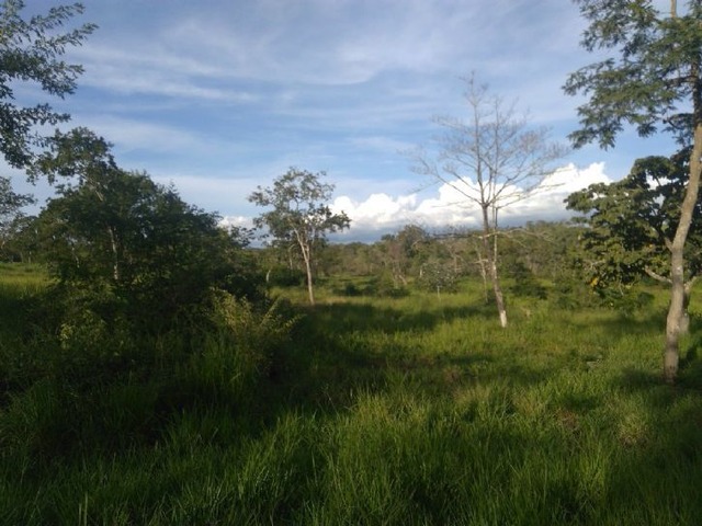 Órgão que cuida do meio ambiente em Mato Grosso do Sul autorizou supressão da vegetação original na Fazenda Santa Mônica - Foto: Divulgação / MPE