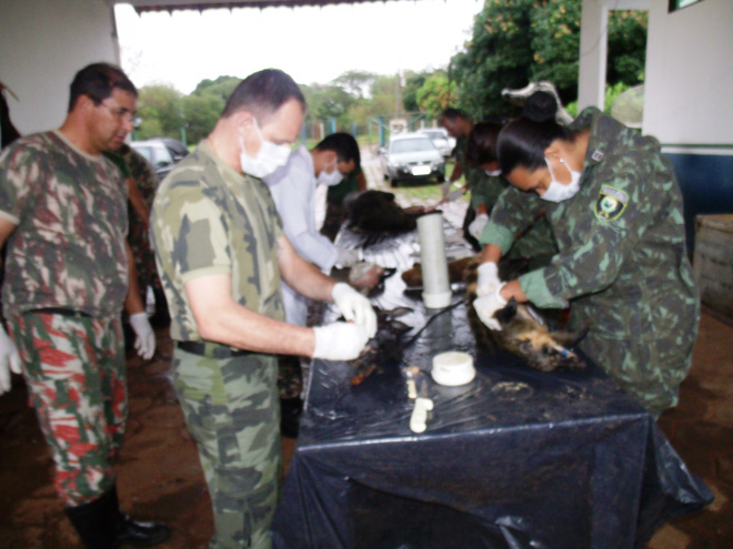 PMA iniciou curso de taxidermia para PMAs de 11 Estados O curso visa a preparar os policiais para aproveitamento de animais atropelados, ou que morrem nos Centros de Reabilitação de Animais Silvestres (Foto: Divulgação/PMA)