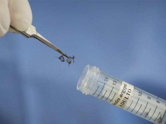 MS tem 2ª maior taxa e fica na principal faixa de transmissão da dengue Campo Grande terá mosquito infectado com bactéria no combate à dengue. (Foto: Ministério da Saúde)
