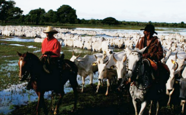 O governador Reinaldo lançará a campanha contra Febre Aftosa em fazenda. (Foto: Divulgação) 