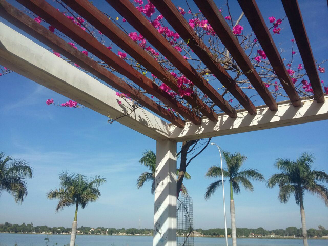 Flores dão um contraste na orla da Lagoa Maior. Foram registrados nas primeiras horas, 28ºC, segundo o Climatempo. (Foto: Patrícia Miranda)