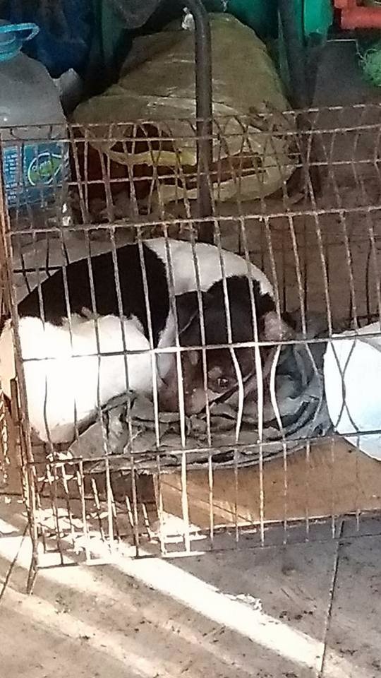 Animal preso dentro de uma gaiola. (Foto: Ricardo Ojeda/ Perfil News). 