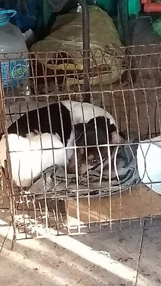 ‘Protetoras de Três Lagoas’ resgata 30 cães maltratados em casa de advogada Animal preso dentro de uma gaiola. (Foto: Ricardo Ojeda/ Perfil News).