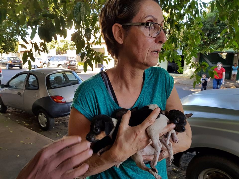 ‘Protetoras de Três Lagoas’ resgata 30 cães maltratados em casa de advogada Filhotes também foram resgatados. (Fotos: Ricardo Ojeda/ Perfil News).