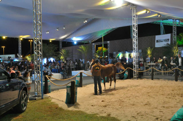 Leilão Haras Motta realizado no Shopping China vira atração na fronteira Leilão Haras vai colocar em pista 50 lotes de cavalos de raças internacionais (Foto: Perfil News)