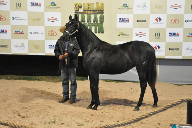 Leilão Haras Motta realizado no Shopping China vira atração na fronteira Lote exibido em pista chama a atenção dos convidados pela beleza no animal (Foto: Perfil News)