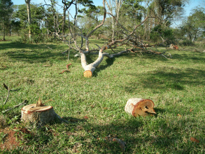 PMA autua fazendeiro por derrubada de árvores ilegalmente Foram derrubadas 27 árvores das espécies capitão, garapa e pau-terra sem autorização ambiental (Foto: Divulgação/ Assecom)