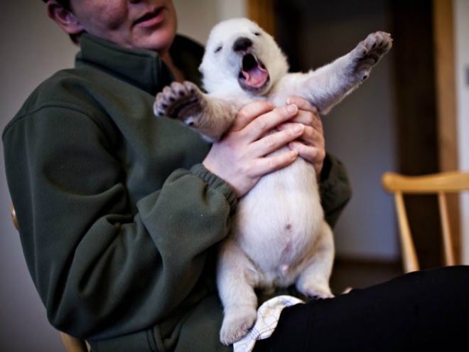Filhote de urso-polar recebe cuidados em zoológico da Dinamarca O filhote de urso-polar nasceu em uma reserva natural da Dinamarca
Foto: Rasmus Flindt Pedersen/AP