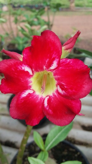 Mademinas vai inaugurar ‘Espaço Verde’ com exposição de Rosas do Deserto Mademinas vai inaugurar ‘Espaço Verde’ com exposição de Rosas do Deserto