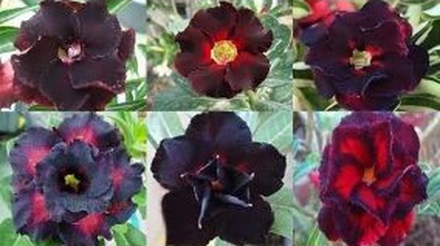 Mademinas vai inaugurar ‘Espaço Verde’ com exposição de Rosas do Deserto Algumas das variedades da planta que vão estar em exposição na Mademinas à partir do próximo dia 25 (Foto: Divulgação)