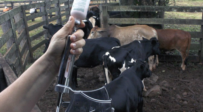 Governo lança campanha contra febre aftosa com meta de vacinar 18,8 milhões de cabeças de gado A vacinação em Mato Grosso do Sul começou no dia 1º de abril, pela região de fronteira, considerada mais vulnerável, onde os trabalhos seguem até o dia 15 de maio. (Foto: Divulgação)