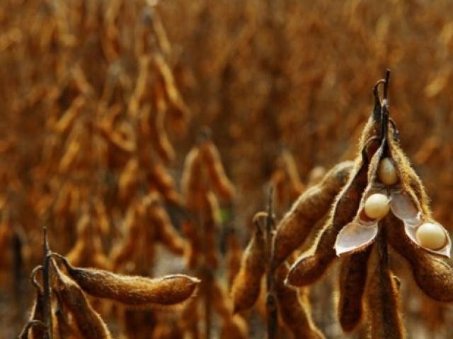 Prazo para cadastro de áreas plantadas de soja em MS termina nesta quinta-feira Plantação de soja no Estado. (Foto: Divulgação)