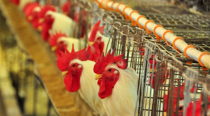 MS acompanha tratativas sobre embargo da União Europeia a frigoríficos de frango do País MS acompanha tratativas sobre embargo da União Europeia a frigoríficos de frango do País. (Divulgação).