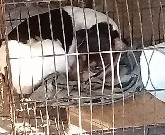 No imóvel abandonado da advogada, um dos animais estava preso dentro de uma gaiola; não havia água nem comida. (Fotos: Ricardo Ojeda/ Perfil News). 