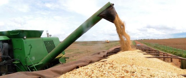 Safra de grãos de 2019 deve ser 3,1% maior que a de 2018, diz IBGE Safra de cereais, leguminosas e oleaginosas deste ano deve ser 3,1% maior que a produção de 2018 (Arquivo/Agência Brasil)