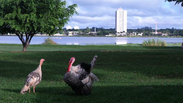 Há um ano, o casal de perus apareceu na Lagoa Maior. Foram resgatados pelo jornalista Ricardo Ojeda e direcionados ao Hotel Pousada do Tucunaré. (Foto: Ricardo Ojeda)