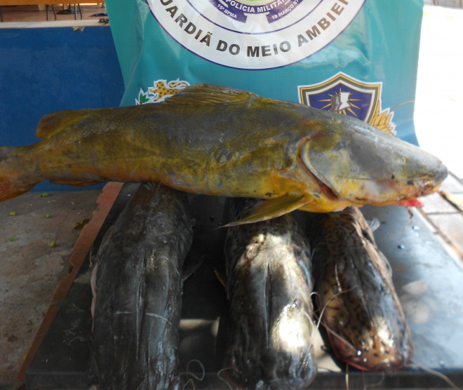 PMA apreende peixes capturados com redes de pesca Os peixes das espécies nobres pintado e jaú apresentavam sinal de captura com redes de pesca e foram apreendidos com o barco e motor de popa