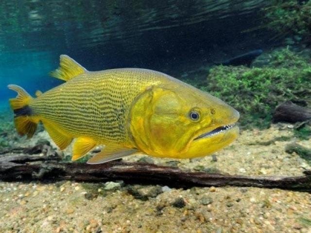 Lei proíbe a pesca e comercialização do Dourado por cinco anos no Estado Lei proibiu captura, embarque, transporte e comercialização do Dourado (Foto: Divulgação)