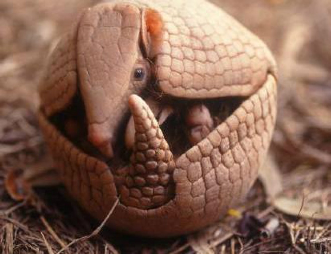 Amijubi, Fuleco ou Zuzeco? Qual o nome do mascote da Copa Depois de extensas pesquisas, o desenho do tatu-bola, criado pela 100% Design, foi identificado como o favorito do principal público-alvo: crianças de 5 a 12 anos (Foto: Google)