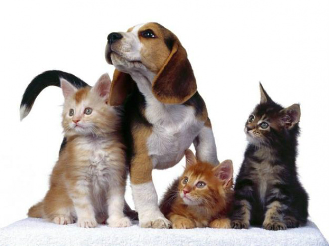 Saúde de Três Lagoas prepara campanha de vacinação antirrábica Neste ano, para melhor atender à população e imunizar contra a raiva o maior número possível de cães e gatos (Foto:Divulgação/Assecom)