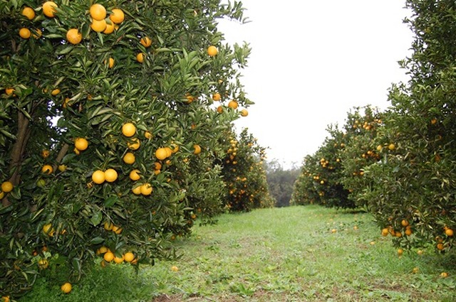 Empresas vem ao MS conhecer potencial produtivo de laranja Em quatro anos, área de plantio aumentou para 15 para 215 hectares - Foto: Cidasc