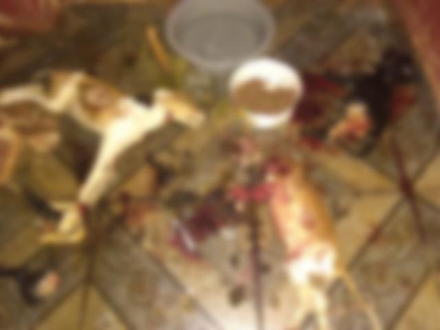 Cena de filme de terror: Cães são mutilados e assassinados a facada Corpos dos cães estavam ao lado de potes de água e ração (Foto: Rio Brilhante em Tempo Real)