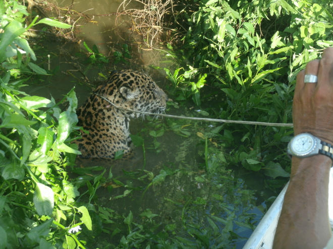 Capturada onça-pintada ferida no Pantanal As equipes deslocaram-se em busca ao animal e o localizaram às margens do rio, ao final do entardecer (Foto: Divulgação/ Assecom)