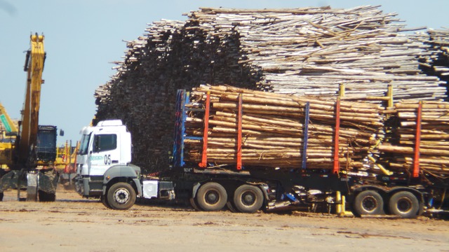 O pátio de madeira da Eldorado tem capacidade para estocar 320 mil metros cúbicos, o suficiente para atender 20 dias de produção da fábrica (Foto: Ricardo Ojeda)