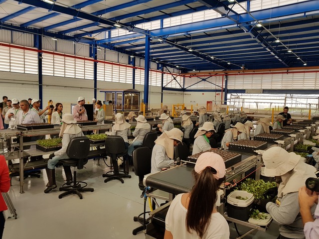 Fábricas de papel e celulose respondem por 11 mil empregos diretos em Três Lagoas Dos 6 mil colaboradores da Fibria, um percentual desse efetivo atua no setor florestal da fábrica (Foto: Ricardo Ojeda)