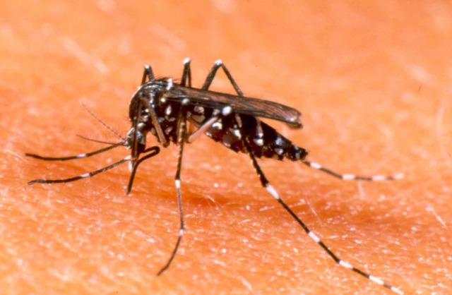 O setor de Endemias realiza ações de prevenção e controle no combate ao mosquito da dengue (Aedes aegypti). (Arquivo)