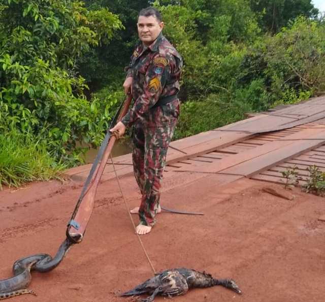 Polícia captura sucuri de três metros em lago de parque urbano em São Gabriel do Oeste No momento da soltura no Rio Coxim a serpente regurgitou um pato que tinha comido no mesmo dia. Foto: PMA