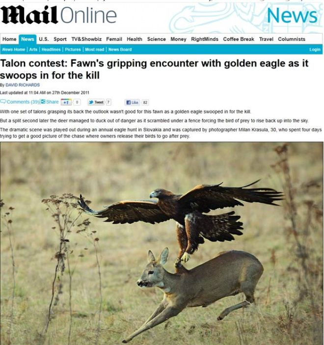 Fotógrafo flagra águia tentando capturar cervo durante caçada Fotógrafo Milan Krasula registrou o exato momento em que uma águia tentava capturar um cervo
Foto: Reprodução/Daily Mail