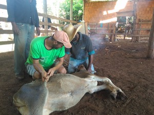 Vanderlei Manoel Ferreira em seu sítio, em Arapuá, tem ajuda na castração de bovinos
