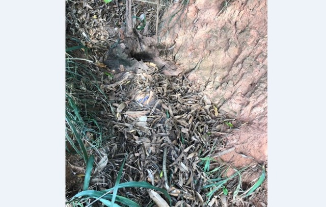 Acusado de ter matado o avô é preso em Três Lagoas Vala onde os policiais encontraram o corpo do idoso. T. confessou ter matado o próprio avô. Foto: Divulgação SIG