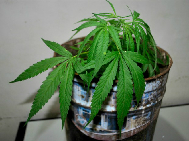 Homem é detido por cultivar maconha no quintal de casa Quatro pés de maconha foram encontrados na residência de suspeito (Foto: Osvaldo Duarte/Dourados News)
