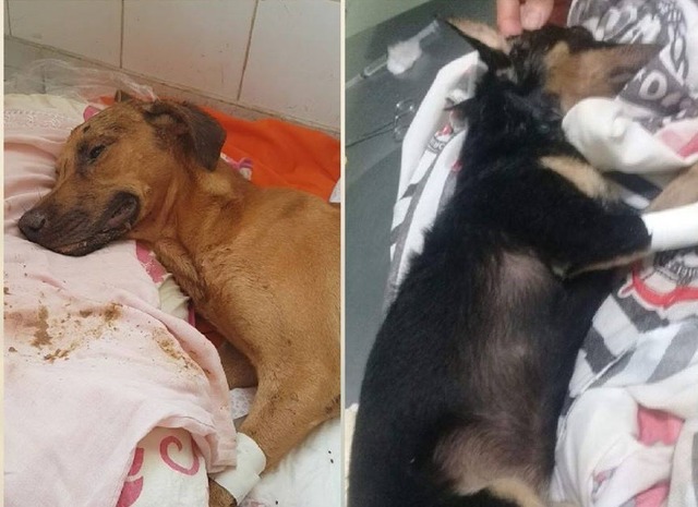 Thor e Neguinha, vítimas da crueldade