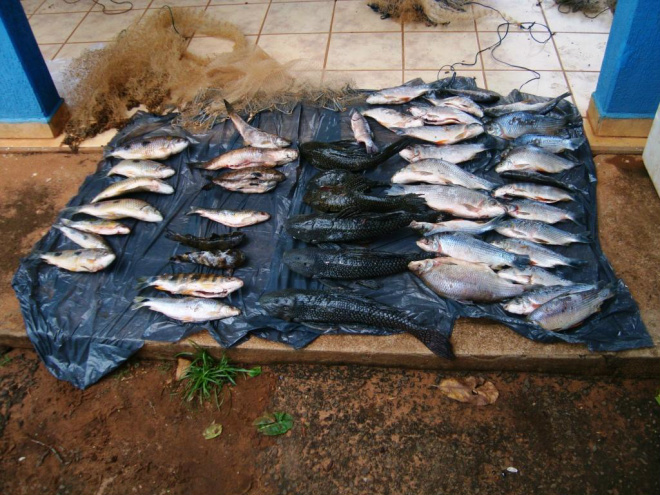 PMA prende homem com 25 kg de pescado e capivara abatida A carne de capivara, o homem afirmou ter ganhado de um amigo. Todo o material foi apreendido (Foto: Divulgação/Assecom)