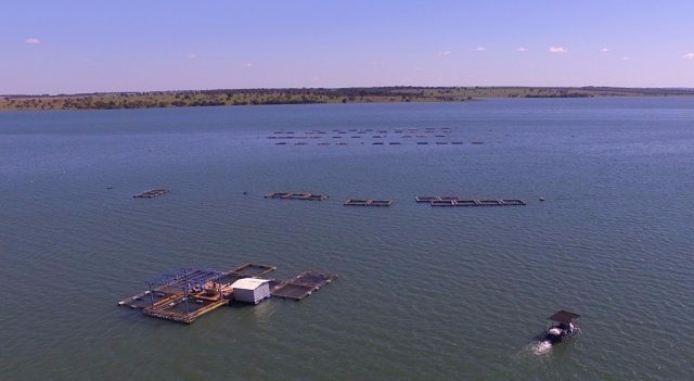 No total serão investidos R$ 150 milhões que vai incluir a fábrica de ração e produção de alevinos (Foto: Edemir Rodrigues/ Notícias MS)