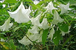 Lindas e perigosas: conheça 8 tipos comuns de plantas venenosas Saia Branca: ingestão pode levar à morte.