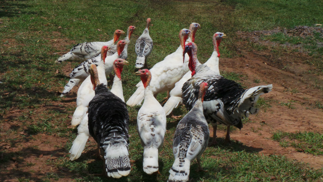 A primeira prole do casal de perus. As aves vivem soltas na pousada. (Foto: Ricardo Ojeda)