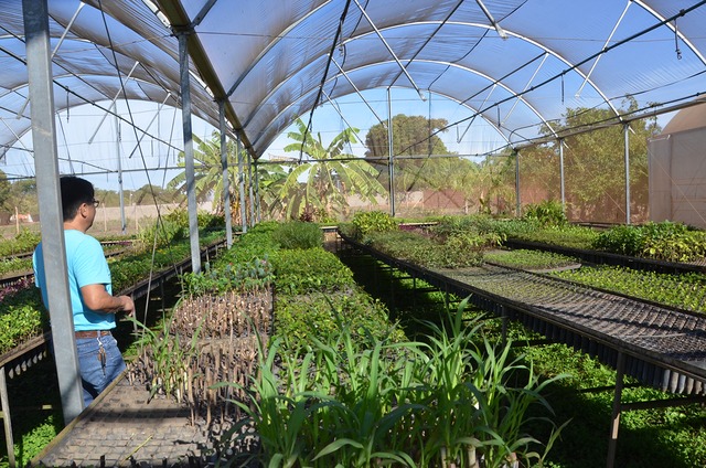 Viveiro Municipal coloca centenas de mudas de árvores e plantas a disposição da população três-lagoense Foto: Divulgação