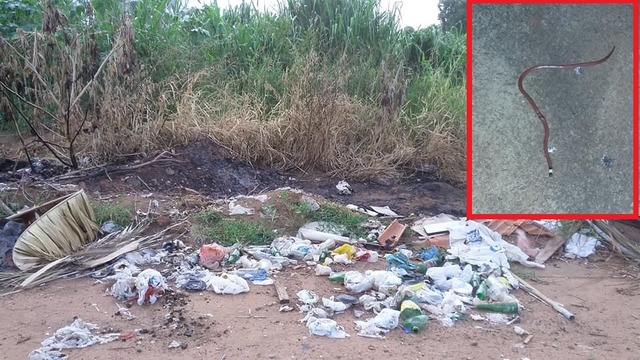Leitora denuncia vizinhos que jogam sujeira nos terrenos vazios: "até cobra já apareceu aqui" Terreno sujo e a cobra que o marido da leitora matou ontem à noite. Foto: Arquivo Pessoal