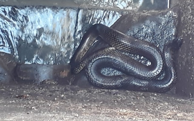 Funcionários da Sanesul encontram filhote de sucuri dentro de tanque no Jupiá Foto: Divulgação Corpo de Bombeiros.