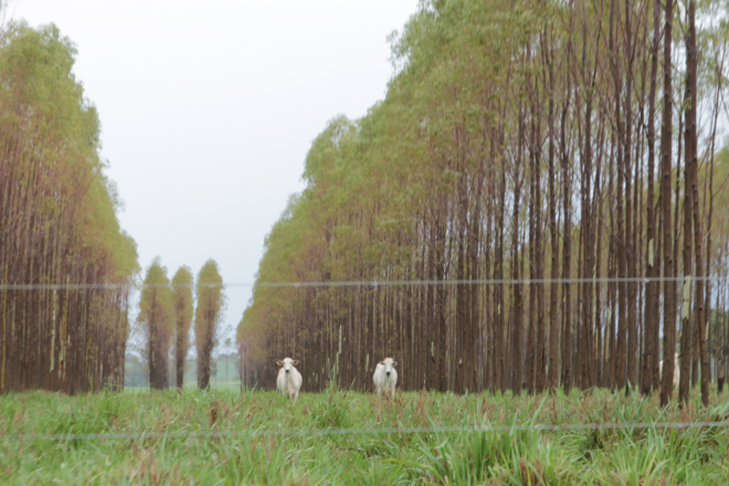A integração pecuária e floresta (silvipastoril) mostra que o consórcio é possivelmente rentável ao produtor. Em Três Lagoas esse modelo já está em curso na fazenda São Matheus (Foto: Ricardo Ojeda)  