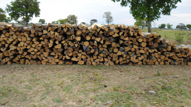 O autuado derrubava as árvores e as serrava com motosserras e transformando-as em palanques e estacas para uso em cercas (Foto: Divulgação/Assecom)