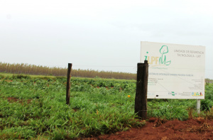 Entrada da Fazenda São Matheus, que tem parceria com a Embrapa e serve como modelo de integração, Lavoura, pecuária e floresta (Foto: Ricardo Ojeda)