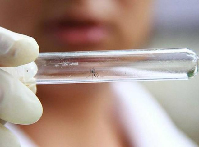 O fato de haver a possibilidade de contaminação por urina e saliva, segundo a Fiocruz, não diminui a necessidade de se combater o mosquito Aedes aegypti. (Foto: Divulgação)