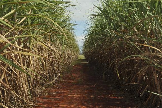 Pesquisas estudam substituir a cana-de-açúcar pela cana-energia, mais eficiente para a produção de etanol (Arquivo/Elza Fiúza/ABr)